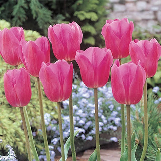 Don Quichotte Tulip Super Sak Seeds